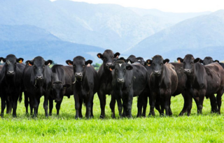 First Light NZ Grass-fed Wagyu Beef