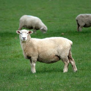New Zealand Lamb