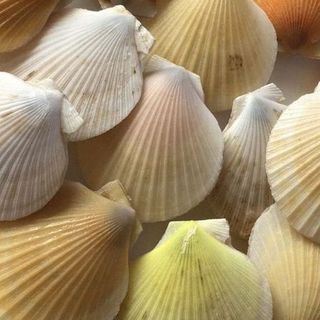 NZ Scallop （Shell On）1KG