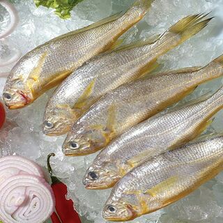 Yellow Croaker (600-700g)