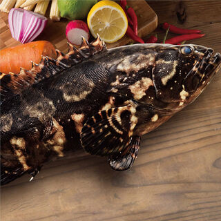 Pearl Grouper 700/800g