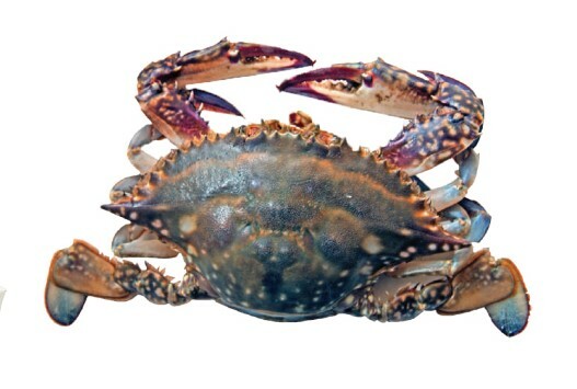Swimming Crab 10kg Size 300-400g