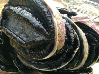 Whole Wild caught Paua(Frozen) 5Kg